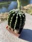 Preview: Echinopsis moso